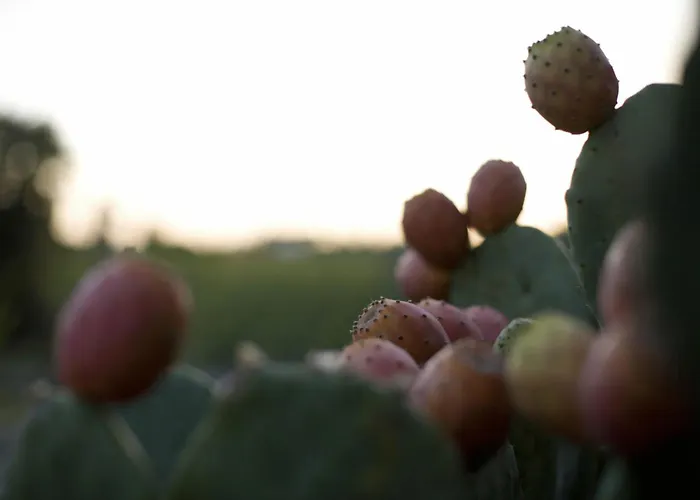 Tenuta La Lupa